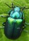 IMG_8365 Chrysomelidae.jpg