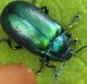 IMG_8368 Chrysomelidae.jpg