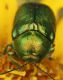 IMG_8372 Cryptocefalus.jpg