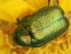 IMG_8383 Chryptocephalus.jpg