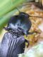 IMG_8331 Elateridae.jpg