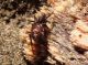 steatoda giovane.JPG