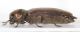 Moeliboeus39.JPG