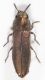 Moeliboeus40.JPG