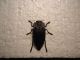 DSC00679.JPG