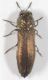 Moeliboeus46.JPG
