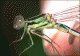 macchia del barco 19 06 2011 225_particolare_Mod_clido.gif