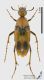 Macrosiagon_tricuspidatum_s.JPG