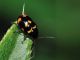 Chrysomelidae - Cryptocephalus - 5 mm - 20110618_197.jpg
