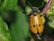 Chrysomelidae - Lachnaia italica20110605_599.jpg