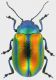 Oreina-alpestris-marsicana.jpg