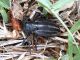 Dorcadion sp. female.JPG