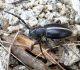 Dorcadion sp. male.JPG