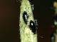 Pereto_27-VI-2011_OL019b.JPG