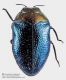 Trachys_troglodytiformis.jpg