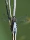 LIBELLULA-09-web.jpg