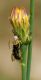 ARACNIDE-02-web.jpg