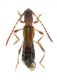 Brachypteroma holtzi_Çamliyayla_Turchia 2011 - preparati 009.jpg