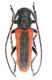 Helladia praetextata nigricollis_Çamliyayla_Turchia 2011 - preparati 004.jpg