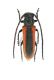 Helladia praetextata nigricollis Pic, 1891ÇamliyaylaTurchia 2011 -Turchia 2011 - preparati 012.jpg