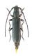 Delagrangeus angustissimus female _Çamliyayla_.- preparati 015.jpg