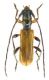 Obriopsis bicolor male_ÇamliyaylaTurchia 2011 - preparati 011.jpg