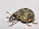 Curculionidae - Cionus olens - 3 mm -20110629_286.jpg