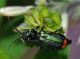 Malachiidae - Malachius bipustulatus - 8 mm -20110605_556.jpg