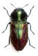 A.nigricollis.jpg