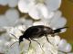 Mordellidae - Mordellinae - Variimorda (Variimorda)  sp20110629_073.jpg