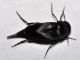 Mordellidae - Mordellinae - Variimorda sp - 8 mm -20110701_131.jpg
