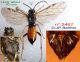 n° 2467 F - face + Mesepisternum + dos + tergite 8 - Forum.jpg