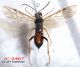 n° 2467 F - ventral - Forum.jpg
