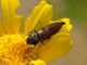 Maccarese_2-VII-2011_OL012.JPG