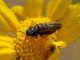Maccarese_2-VII-2011_OL016.JPG