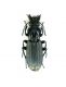 Percus passerinii_Campigna 01_07_2011 009.jpg