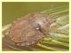 Eurygaster sp. (3).JPG