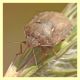 Eurygaster sp. (2).JPG