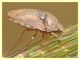 Eurygaster sp. (1).JPG