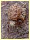 Salticidae (1).JPG