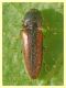 probabile Agriotes sp.  circa 4 mm. Anzio 19.5.2011.JPG