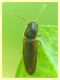 probabile Agriotes sp.  circa 4 mm. (1).JPG