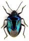 Zicrona caerulea lg.6,5 mm.- Venezia San Nicolo - 01 Luglio 2011_01.jpg