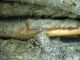 Pogonocherus decoratus_El Campillo_037.jpg