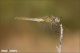 Sympetrum_fonscolombii_F_6746.jpg