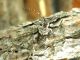 Pogonocherus perroudi_Etna_allevamenti 024.jpg