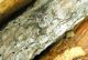Pogonocherus perroudi_Etna_allevamenti 025.jpg
