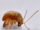 Chrysomelidae - Alticinae - 3 mm -20110702_118.jpg