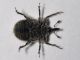 Curculionidae - 3 mm -20110702_108.jpg