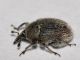 Curculionidae - 3 mm -20110702_141.jpg